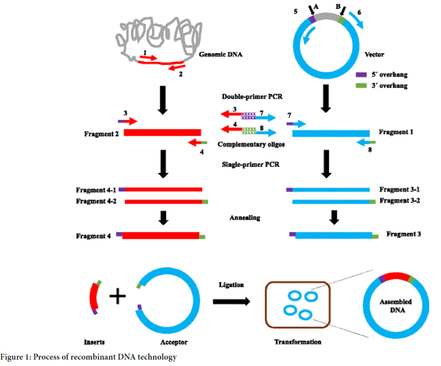 DNA